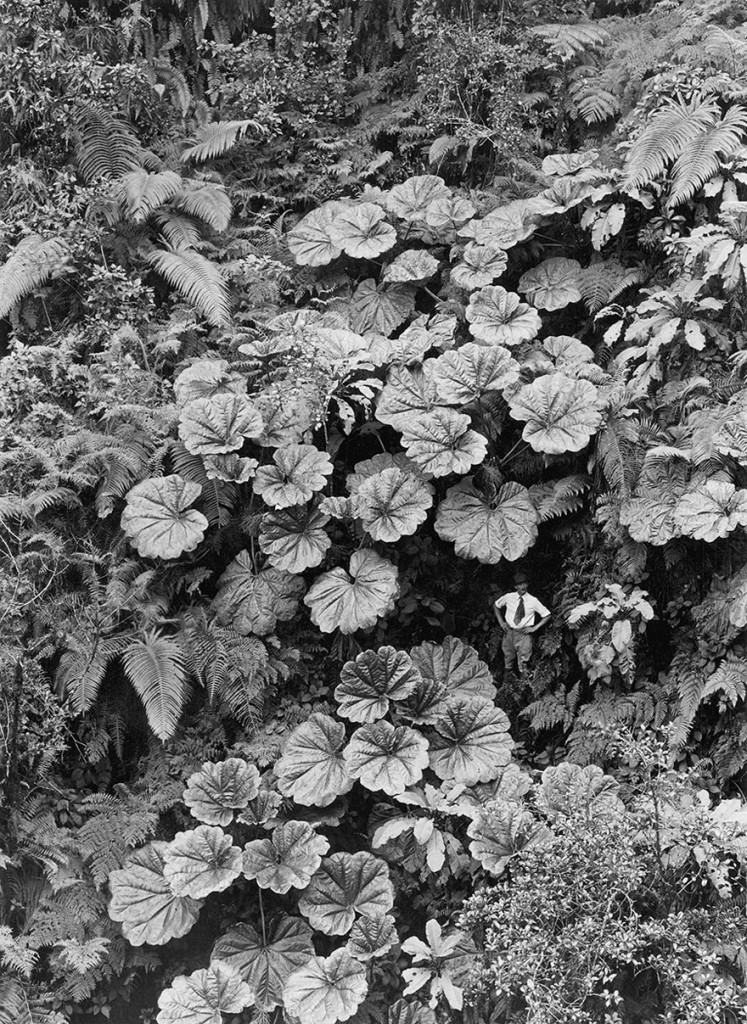 Ape-ape Leaves Of Puohokamoa Gulch In Maui, Hawaii, 1924